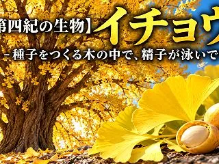 【第四紀の生物】イチョウ – 種子をつく…