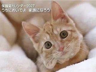 ちまたんとゆきちゃん