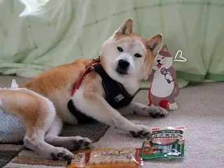 今日から18歳！…かな？