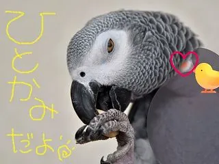 目が血走っているように見えるのは気のせい…