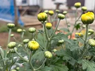 菊の花