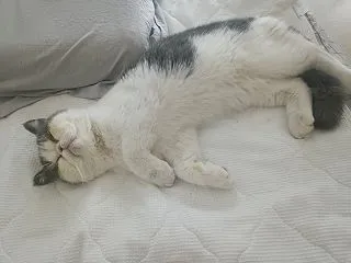 迷い猫、その後