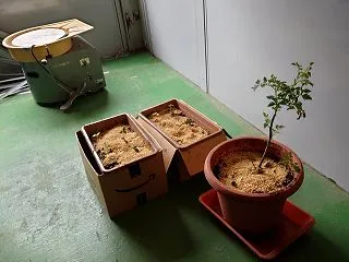 畑とイチジクの苗と倉庫。