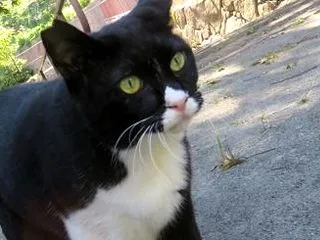 のらねこ日記 ～ 悲しみをこらえて・《ふ…