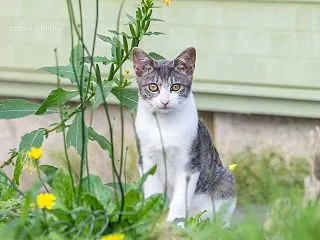 なかなか会えない猫さん達に会えました☆こ…