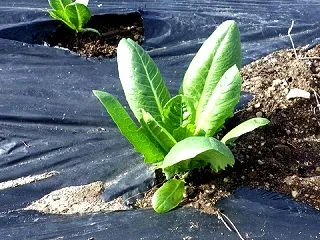 レタスの事など
