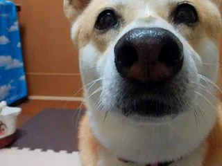 ひな避難（言いたいだけ）
