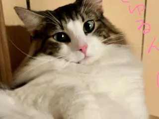 ぬいぐるみみたい。