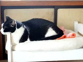 危険なアゴ乗せ