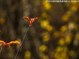 乗鞍高原散策（その２）