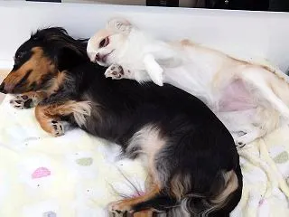 はしゃいだ後は仲良く寝ます･･･ ひみつ…