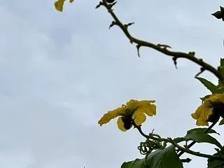 歯医者に行ってきました
