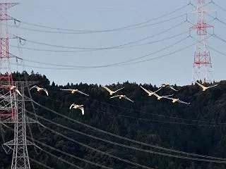 白鳥10/17その３ 