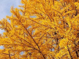 【追記★明日10月24日締め切りです：リ…
