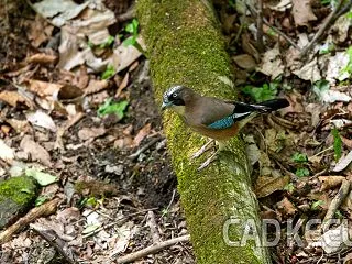 野鳥の撮影 -カケス- 260601