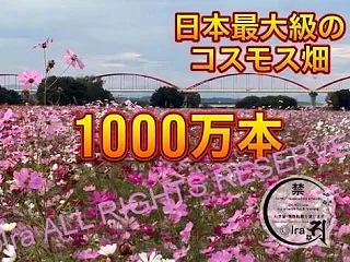 1000万本の絶景!日本有数のコスモス畑…