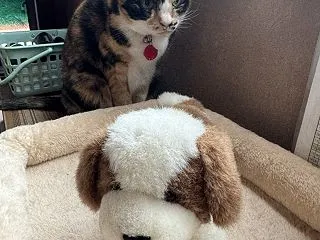 あずきちゃんVS犬田君🐶