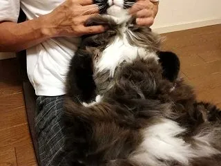 ひざの上もにもにマッサージ（動画つき）（…