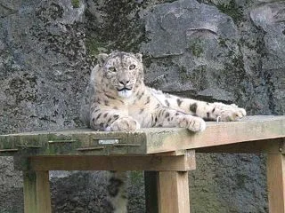多摩動物公園,世界ユキヒョウの日