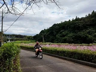 【小道ツー】追分市民の森のコスモス畑と鶴…