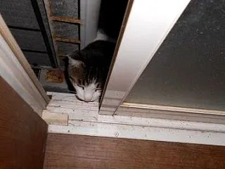 猫に小判を与えたら。 埋蔵金：弐千弐拾壱…