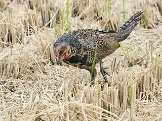 まだら模様幼羽のキジ若ファミリー（複数枚…