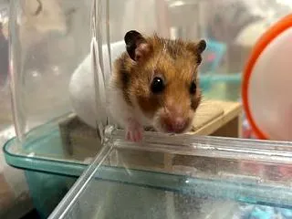 ヤンチャハムスターズ