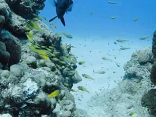 サイパンダイビング、良い海１。