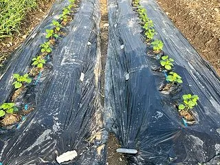 オセロ小豆栽培⑤♪