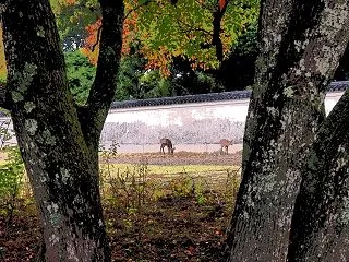 奈良公園の秋