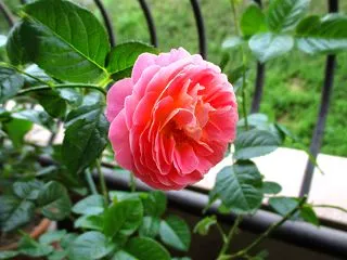 10月の新苗の育て方｜秋花を楽しみながら…