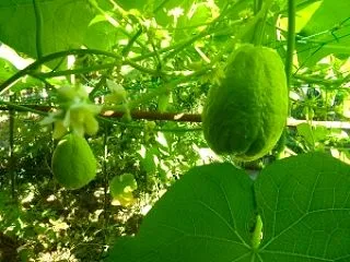 ヤンゾウコンゾウを久し振りに口にしたけど…