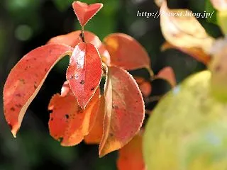 花梨