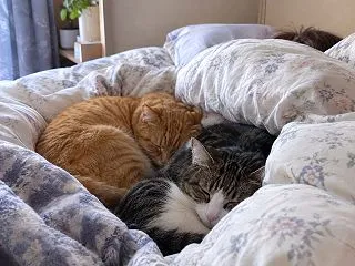 寝込んでます。