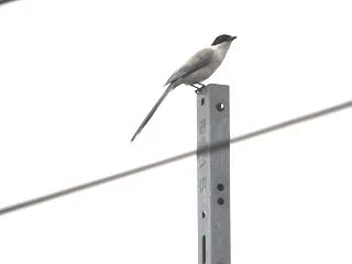 珍しくオナガ 