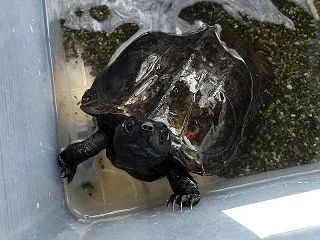 本日のクサガメ