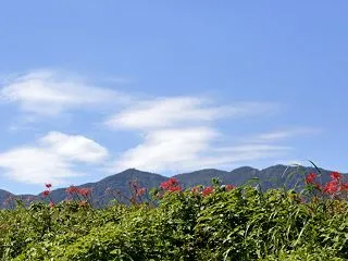 彼岸花 その１０