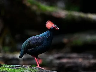 ボルネオ野鳥紀行2026年 その5 トゥ…