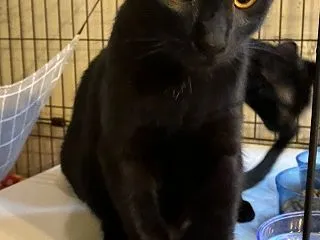 黒猫と黒猫と。そして黒猫