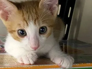 て兄妹たち。