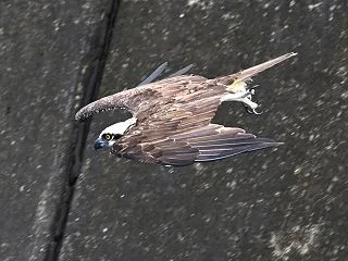 西のミサゴ続きます！