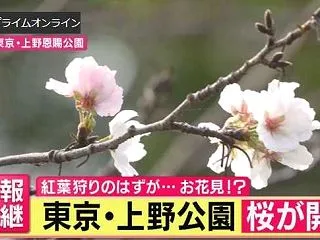十月桜.冬桜花.染井吉野(狂咲き)／将棋…