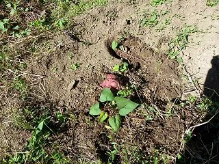 また サツマイモ