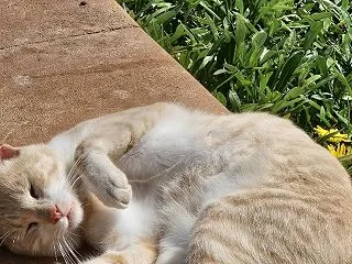 エッサウィラの猫