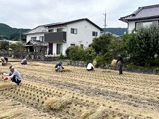 とんど用の藁集め