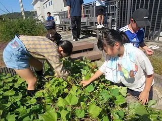 さつまいもとったどー！