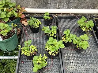 苺を増やそう！ ニンニクの様子