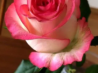 もうすぐ牡牛座の満月｜美しい薔薇ジュミリ…