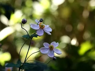 シュウメイギク