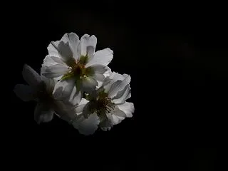 ジュウガツザクラ